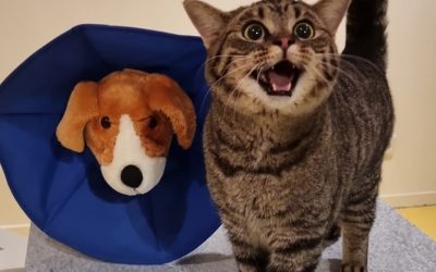 Chip- en registratieplicht mogelijk ook voortaan bij katten.