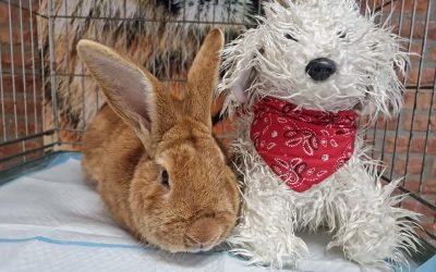 Konijnen zijn sociale dieren. Elk konijn verdient een partner!