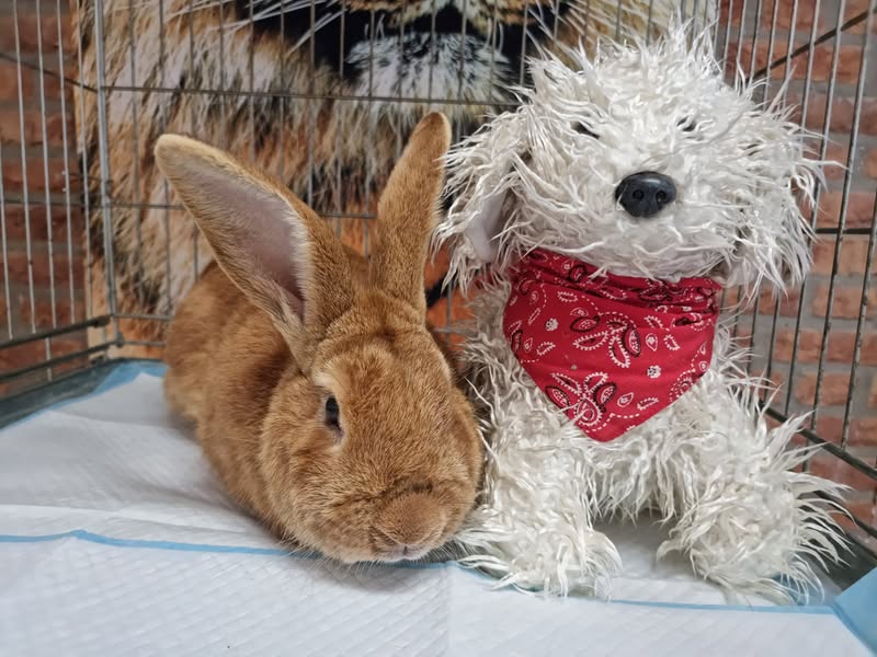 Konijnen zijn sociale dieren. Elk konijn verdient een partner!