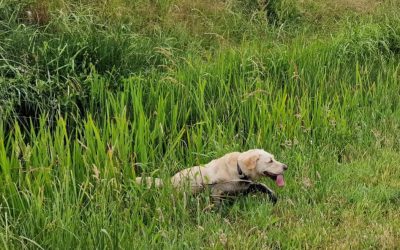 We zien het steeds meer, laat de ontlasting van je hond bij ons testen