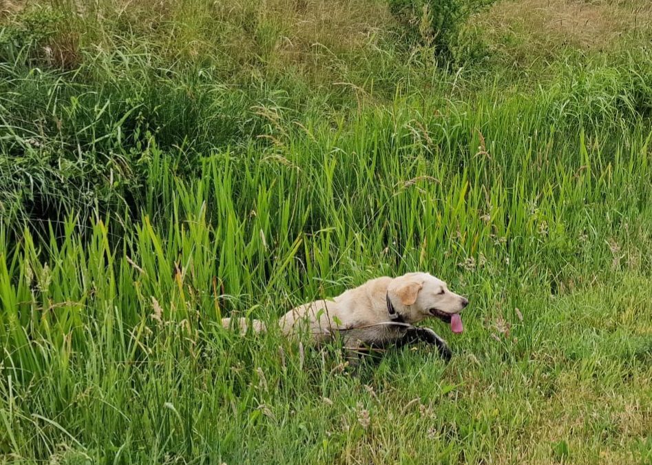 We zien het steeds meer, laat de ontlasting van je hond bij ons testen